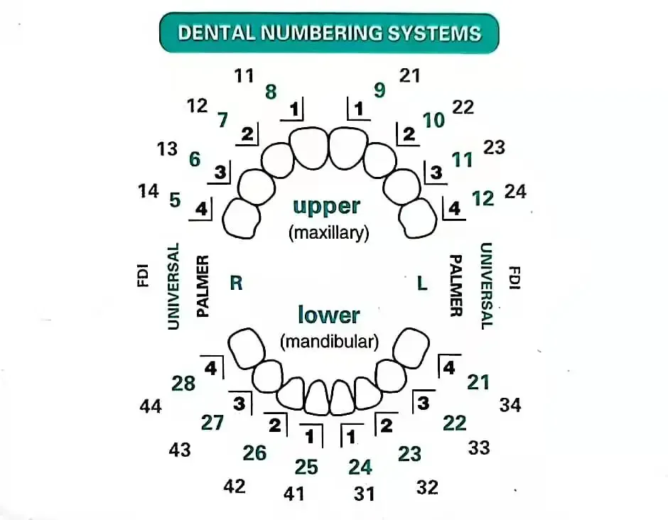 Dentals Mould For Composite Re - Teeth Whitening Moulds review and price